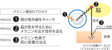 メラニン増加のプロセス