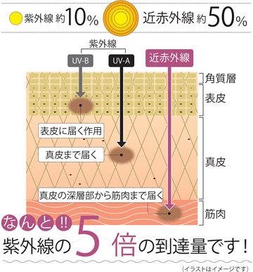 メラニン増加のプロセス