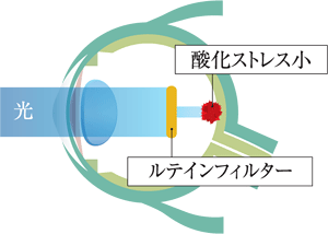 ルティーナを装用しつづけた眼